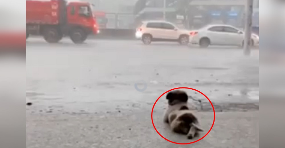 Encuentran a un cachorro casi inmóvil recostado en la acera en medio de una lluvia torrencial Encuentran a un cachorro casi inmóvil recostado en la acera en medio de una lluvia torrencial