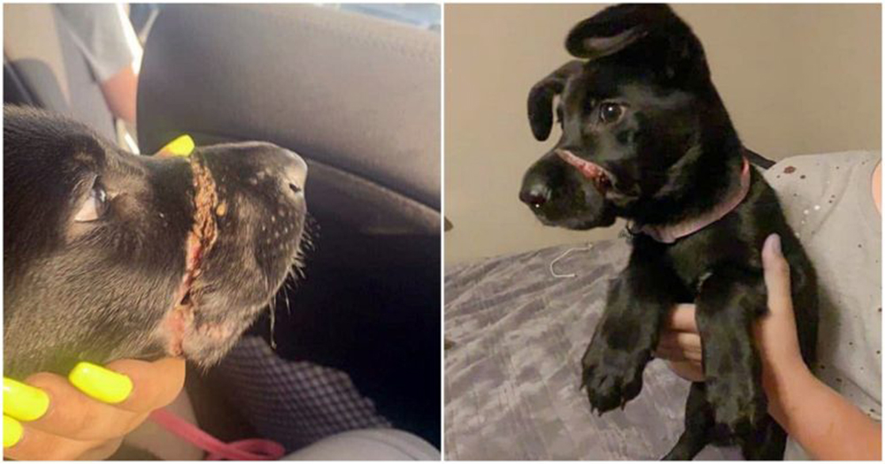 Amarra el hocico de su mascota para que no ladrara y luego pide ayuda para su perro «enfermo» Amarra el hocico de su mascota para que no ladrara y luego pide ayuda para su perro «enfermo»