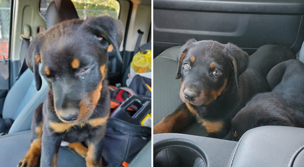 No duda en frenar para salvarles la vida a tres cachorritos abandonados en la carretera No duda en frenar para salvarles la vida a tres cachorritos abandonados en la carretera