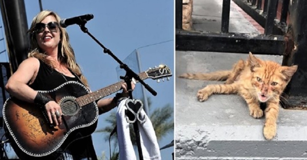 Llegó para dar un concierto, pero no pudo evitar salvar la vida a un gatito muy lastimado Llegó para dar un concierto, pero no pudo evitar salvar la vida a un gatito muy lastimado