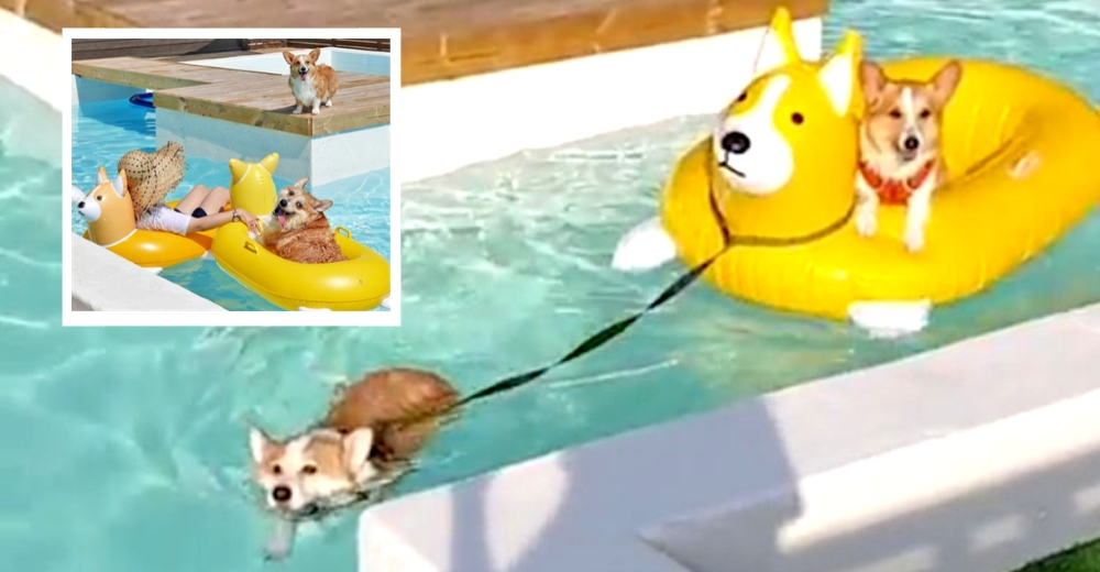 La envidiable vida de 3 perritos corgi que saben cómo pasarla bien y relajarse en una piscina La envidiable vida de 3 perritos corgi que saben cómo pasarla bien y relajarse en una piscina