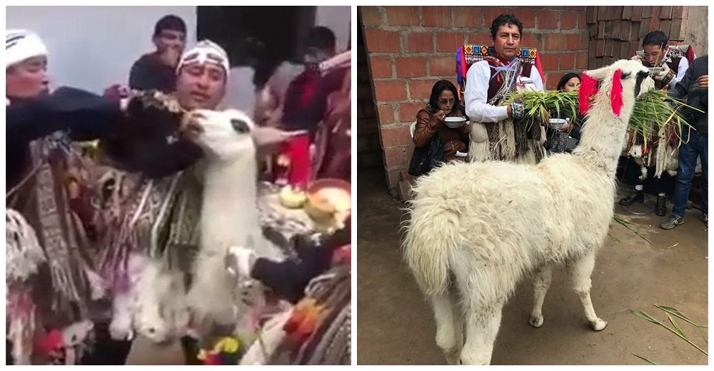 Obligan a una llama a beber cerveza en una fiesta religiosa y su justificación desata polémica Obligan a una llama a beber cerveza en una fiesta religiosa y su justificación desata polémica