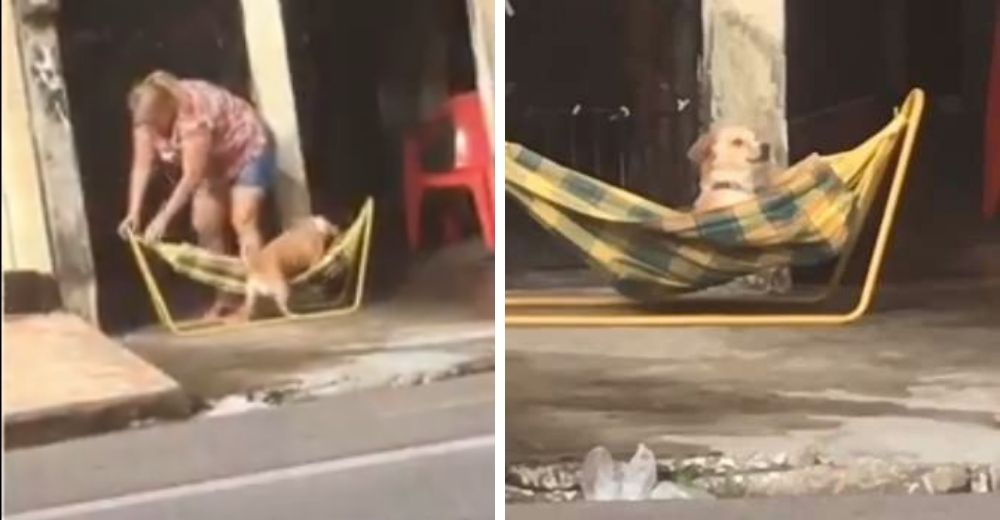 El video viral de una perrita cualquiera tratada como una reina enternece al mundo El video viral de una perrita cualquiera tratada como una reina enternece al mundo