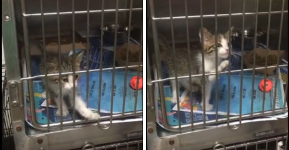 Un adorable gatito criado por una familia de patos sólo sabe graznar Un adorable gatito criado por una familia de patos sólo sabe graznar
