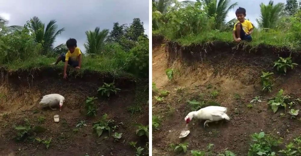 Un amable patito ayuda a un preocupado niño que perdió su sandalia tras caer por una colina Un amable patito ayuda a un preocupado niño que perdió su sandalia tras caer por una colina