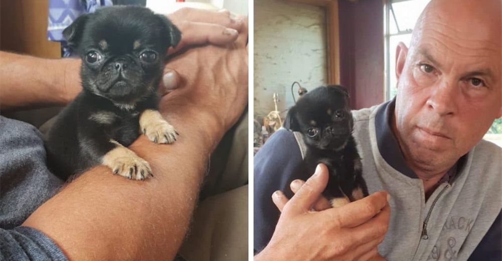 La triste historia de Bobby, un cachorrito dejado a su suerte dentro de una bolsa de basura La triste historia de Bobby, un cachorrito dejado a su suerte dentro de una bolsa de basura