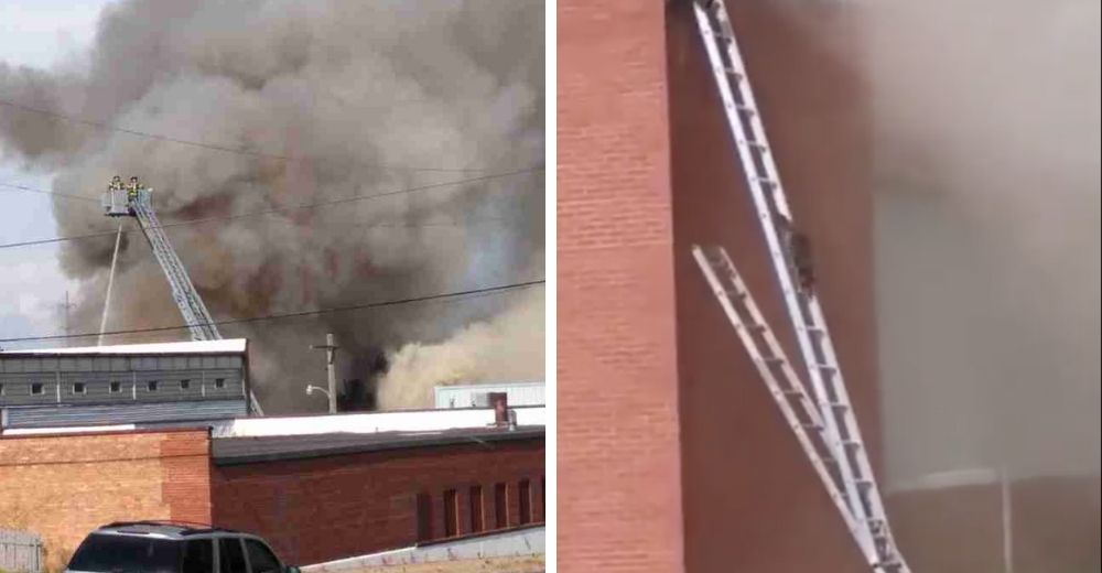 Los bomberos hacen de todo para rescatar a unos traviesos mapaches atrapados en un gran incendio Los bomberos hacen de todo para rescatar a unos traviesos mapaches atrapados en un gran incendio