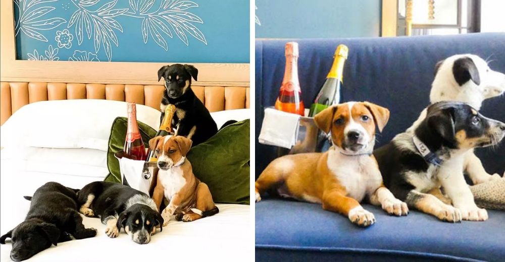 Ahora es posible pedir vino y la compa帽铆a de perritos juguetones a la habitaci贸n en un hotel Ahora es posible pedir vino y la compa帽铆a de perritos juguetones a la habitaci贸n en un hotel