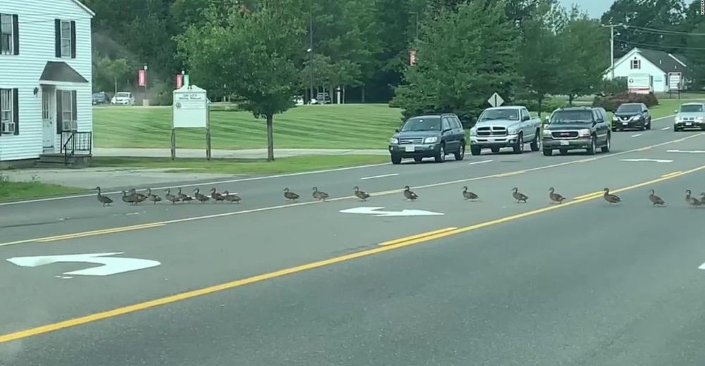 Amables conductores esperan pacientemente hasta que una enorme fila de patos crucen la carretera Amables conductores esperan pacientemente hasta que una enorme fila de patos crucen la carretera