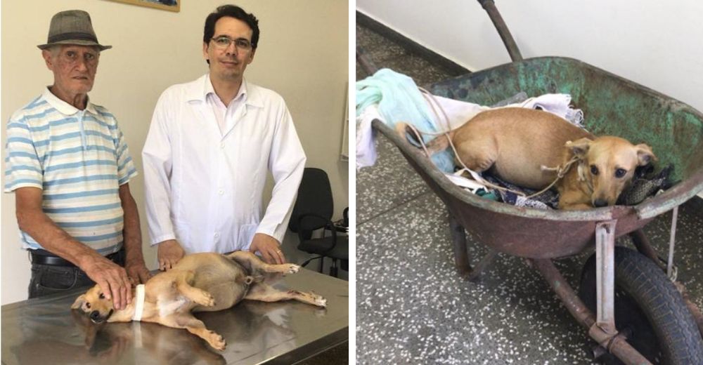 Abuelito lleva como puede a un perro accidentado al veterinario, rogaba al cielo llegar a tiempo