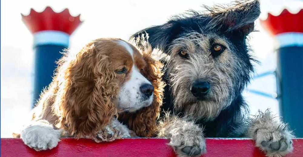 Un desaliñado perrito es elegido para protagonizar la película «La Dama y el Vagabundo» Un desaliñado perrito es elegido para protagonizar la película «La Dama y el Vagabundo»