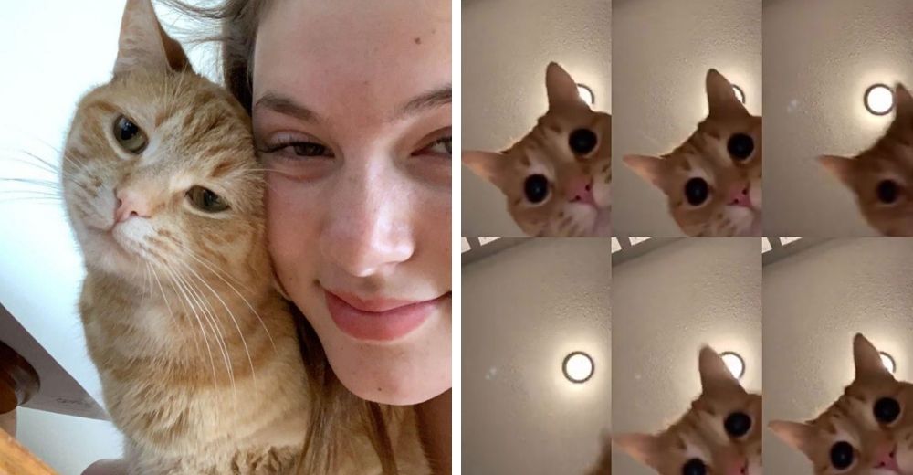 Un adorable gatito protagonizando un sensacional baile en un filtro de 9 cámaras se vuelve viral Un adorable gatito protagonizando un sensacional baile en un filtro de 9 cámaras se vuelve viral