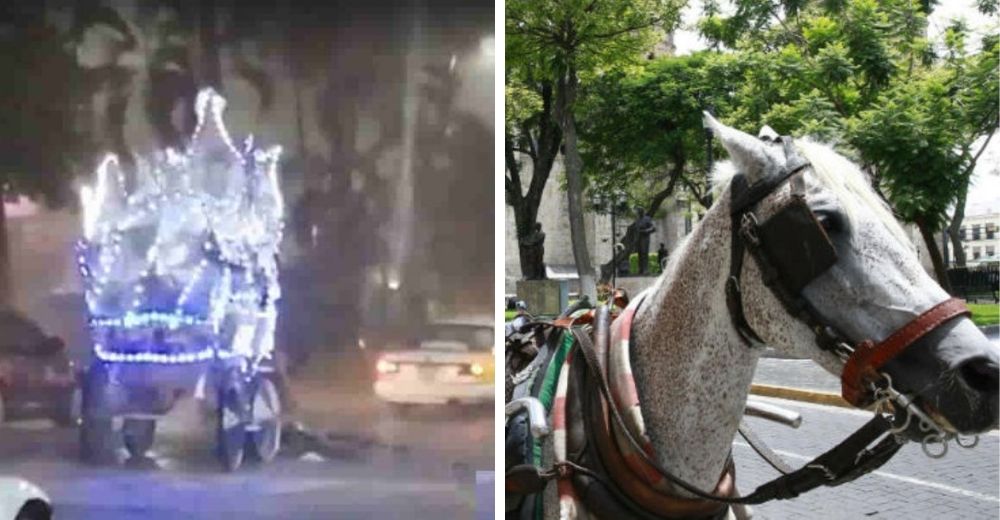 Se desploma un caballo que llevaba un carruaje y la indignaci贸n por su estado se hace viral Se desploma un caballo que llevaba un carruaje y la indignaci贸n por su estado se hace viral