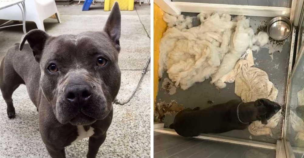 La triste historia de Eva, la pitbull a la que su dueño dejó en una peluquería para siempre La triste historia de Eva, la pitbull a la que su dueño dejó en una peluquería para siempre