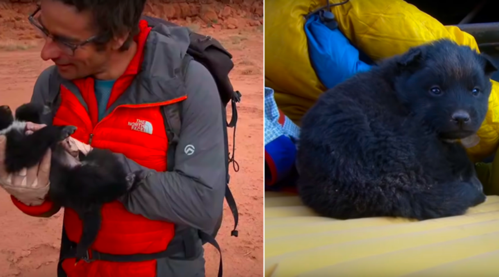 Emprenden una complicada exploración y un cachorro abandonado se une a su aventura Emprenden una complicada exploración y un cachorro abandonado se une a su aventura