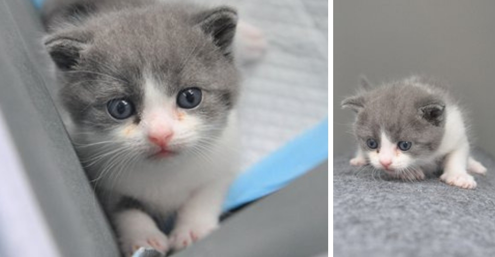 Pierde a su amado gatito y su dolor es tan fuerte que logra «traerlo de nuevo» Pierde a su amado gatito y su dolor es tan fuerte que logra «traerlo de nuevo»
