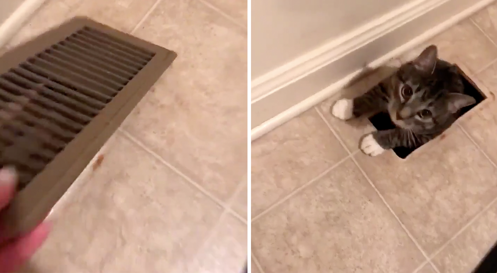 Gatito callejero se cuela tiernamente en la casa de un desconocido y decide no irse más Gatito callejero se cuela tiernamente en la casa de un desconocido y decide no irse más