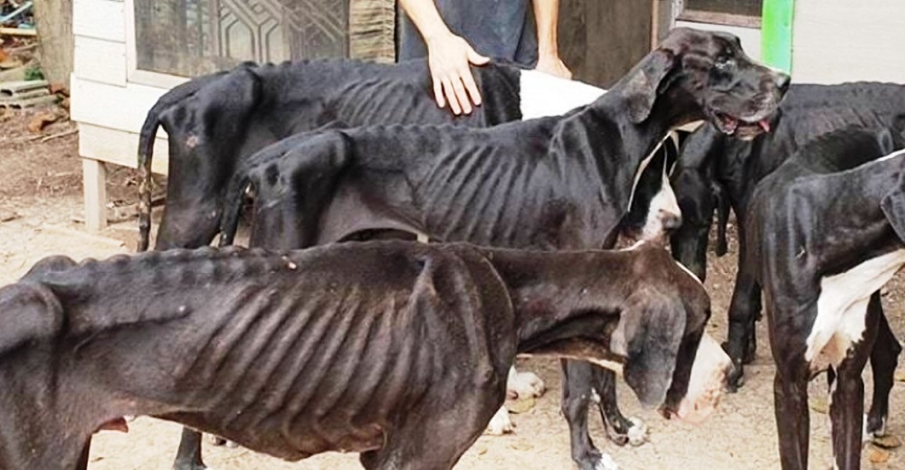 Noble rey adopta 15 perros gran danés convertidos en piel y huesos tras ser dejados para morir