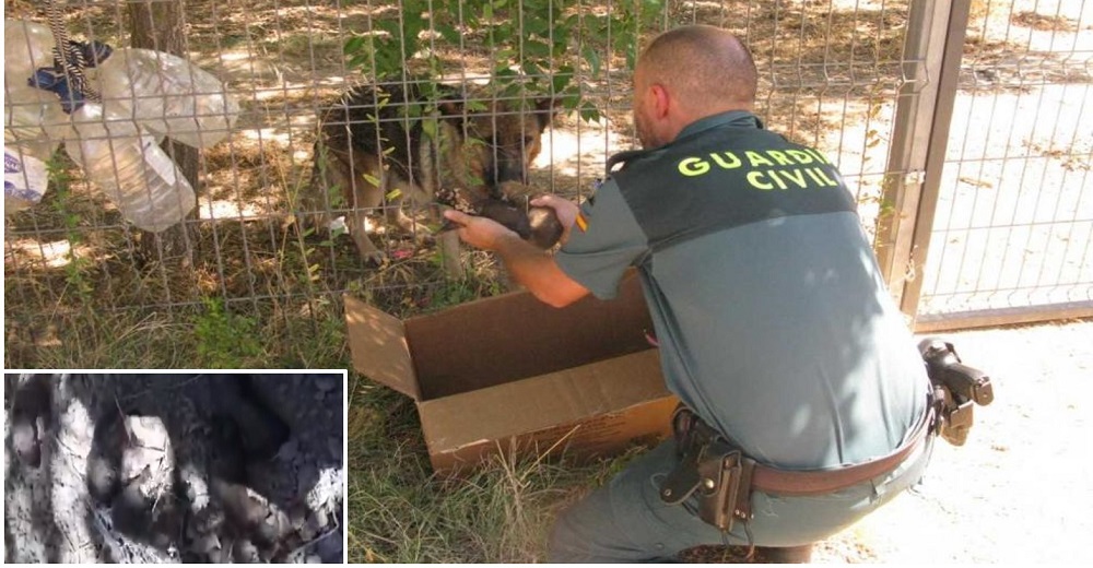 6 cachorros que fueron sepultados vivos se salvan de un cruel destino gracias a la Guardia Civil 6 cachorros que fueron sepultados vivos se salvan de un cruel destino gracias a la Guardia Civil