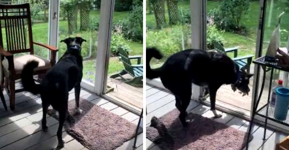 Un perro encuentra un pajarito desorientado y muchos pensaron que lo convertiría en su bocadillo Un perro encuentra un pajarito desorientado y muchos pensaron que lo convertiría en su bocadillo