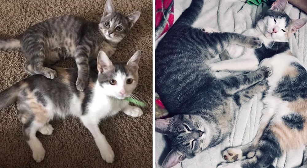 Dos gatitas fueron arrojadas de un vehículo en movimiento y nadie creyó que sobrevivirían Dos gatitas fueron arrojadas de un vehículo en movimiento y nadie creyó que sobrevivirían