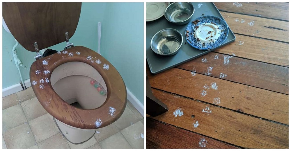 Su consentida de 4 patas encuentra una bandeja de pintura y decide redecorar toda la casa