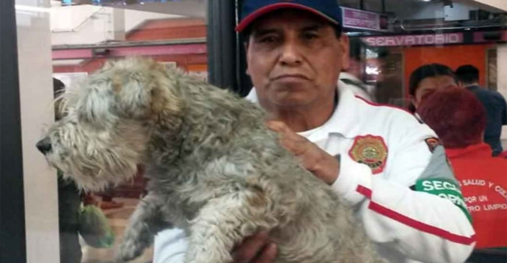 A punto de partir un conductor descubre un perro en la vía del tren– Toma la decisión de su vida A punto de partir un conductor descubre un perro en la vía del tren– Toma la decisión de su vida