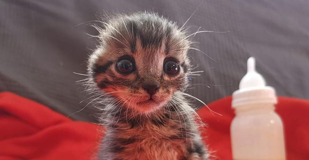Nano, el diminuto gatito al que le quitaron sus orejitas pero no las ganas de vivir Nano, el diminuto gatito al que le quitaron sus orejitas pero no las ganas de vivir