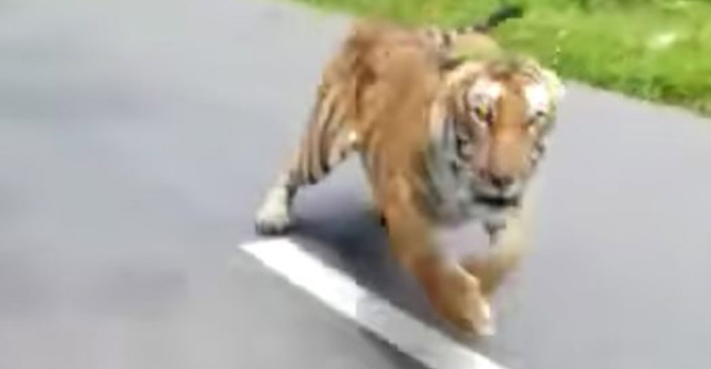 Motociclistas graban el momento en que un tigre los persigue a gran velocidad y se hace viral Motociclistas graban el momento en que un tigre los persigue a gran velocidad y se hace viral