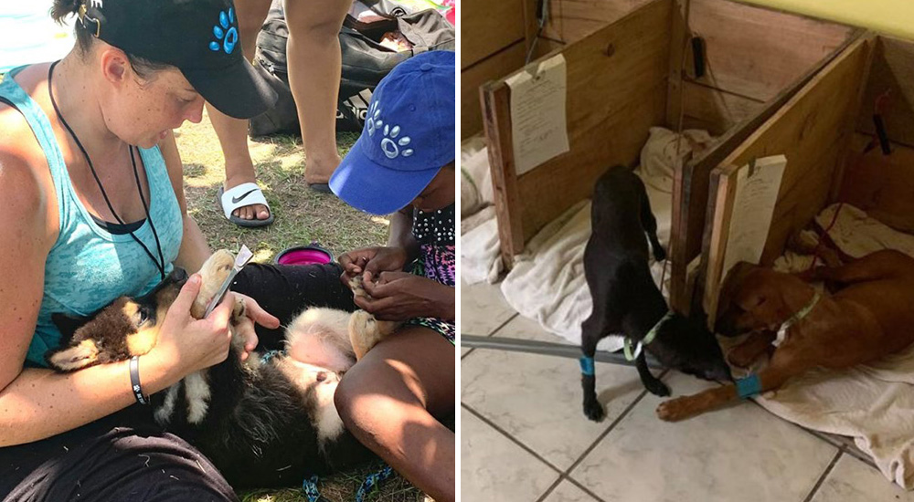 Logra superar su duro pasado y en agradecimiento decide cambiar el destino de perros sin hogar