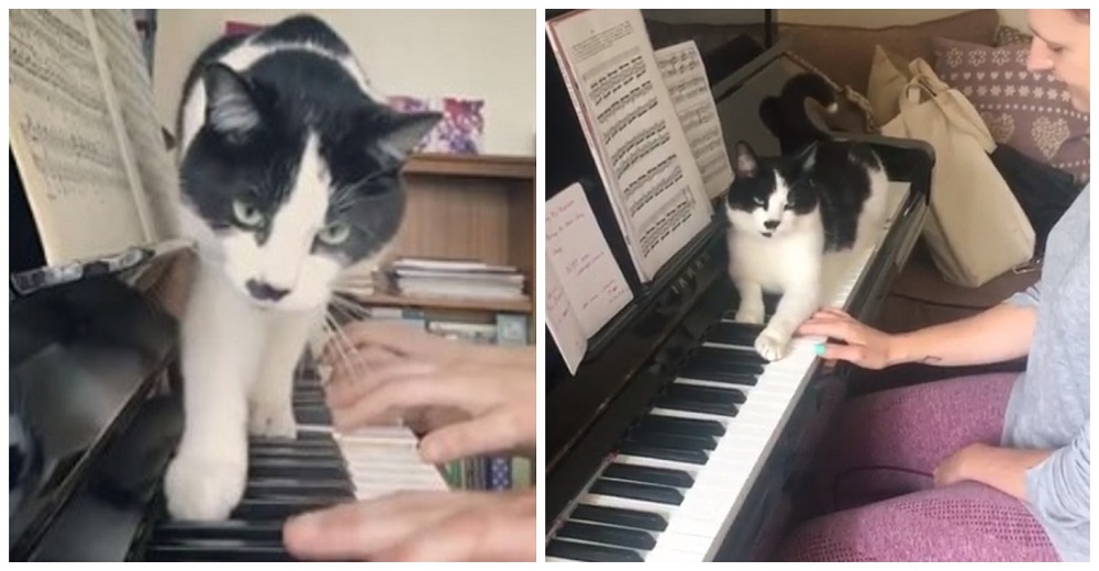 El gatito del profesor de piano insiste en ser siempre el centro de atención El gatito del profesor de piano insiste en ser siempre el centro de atención