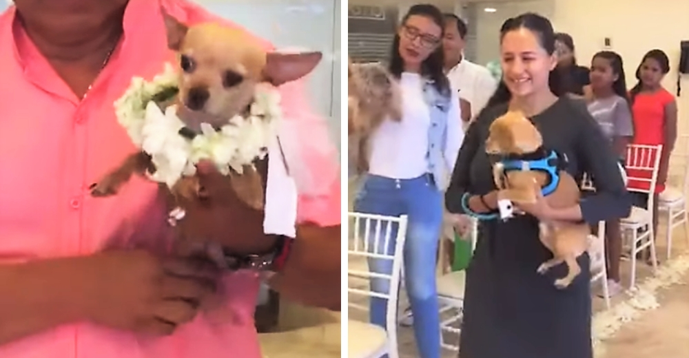 Una pareja de perros se une en matrimonio en una ceremonia llena de lujos y exclusividad Una pareja de perros se une en matrimonio en una ceremonia llena de lujos y exclusividad
