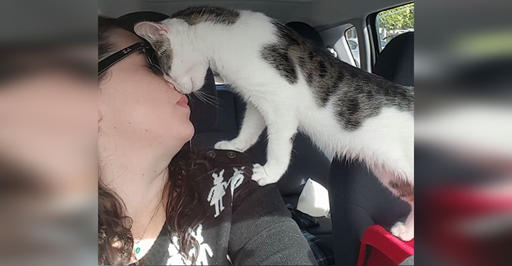 La vida de este gatito estaba sentenciada, pero fue salvado a tiempo y no para de agradecerlo La vida de este gatito estaba sentenciada, pero fue salvado a tiempo y no para de agradecerlo
