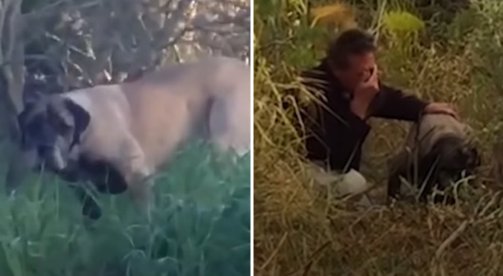 Rompe a llorar al lograr rescatar a una perrita abandonada tras 3 años de intentarlo Rompe a llorar al lograr rescatar a una perrita abandonada tras 3 años de intentarlo
