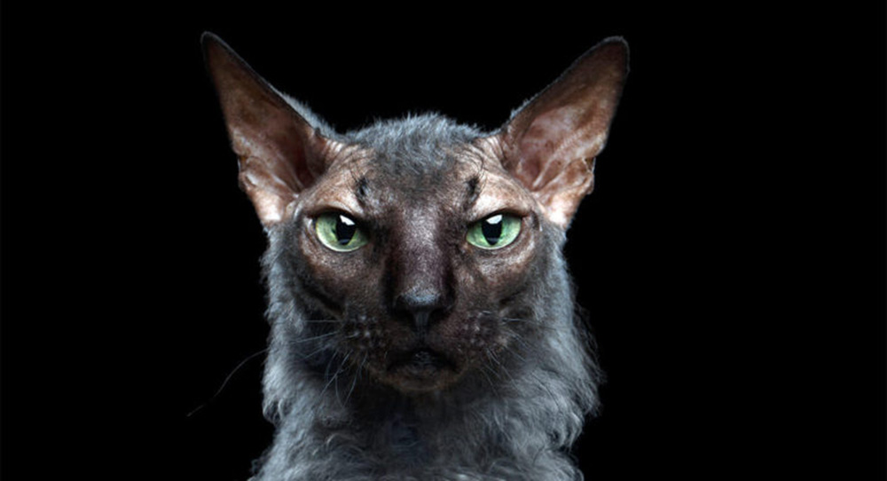 Este indescifrable animal desconcierta a muchos, dudan de que sea real hasta que lo ven de cerca Este indescifrable animal desconcierta a muchos, dudan de que sea real hasta que lo ven de cerca