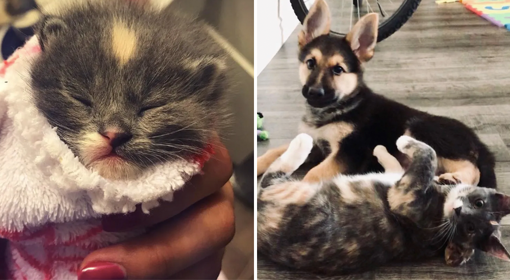 Trataron de encontrarle un buen hogar a esta gatita, pero su perro tenía otros planes para ella Trataron de encontrarle un buen hogar a esta gatita, pero su perro tenía otros planes para ella