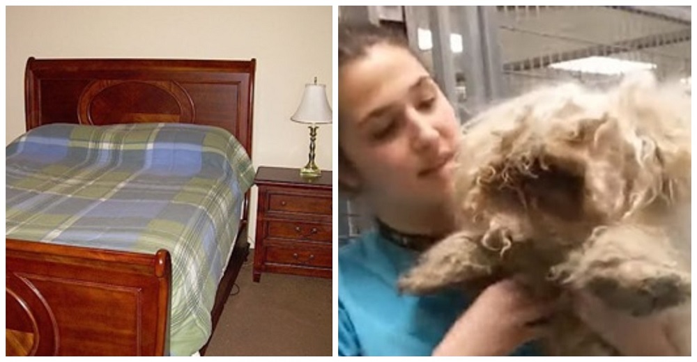 Mantuvo a su perro debajo de la cama durante más de 2 años sin jamás hacerle un corte de pelo