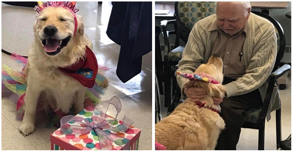 Una perrita de terapia recibe una fiesta sorpresa de cumpleaños y no puede parar de sonreír Una perrita de terapia recibe una fiesta sorpresa de cumpleaños y no puede parar de sonreír
