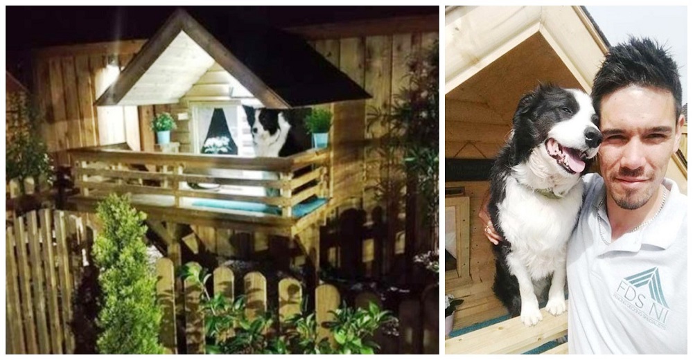 Construye la cabaña más adorable para su amada perrita en el patio trasero de su casa Construye la cabaña más adorable para su amada perrita en el patio trasero de su casa