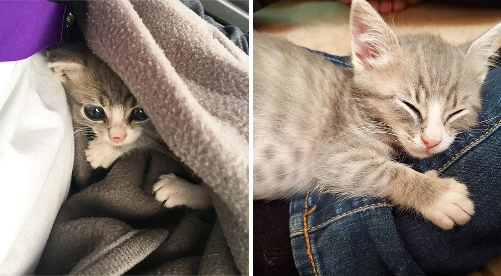 Un gato insiste en sentarse en las piernas de cada persona que ve tras ser rescatado de la calle Un gato insiste en sentarse en las piernas de cada persona que ve tras ser rescatado de la calle