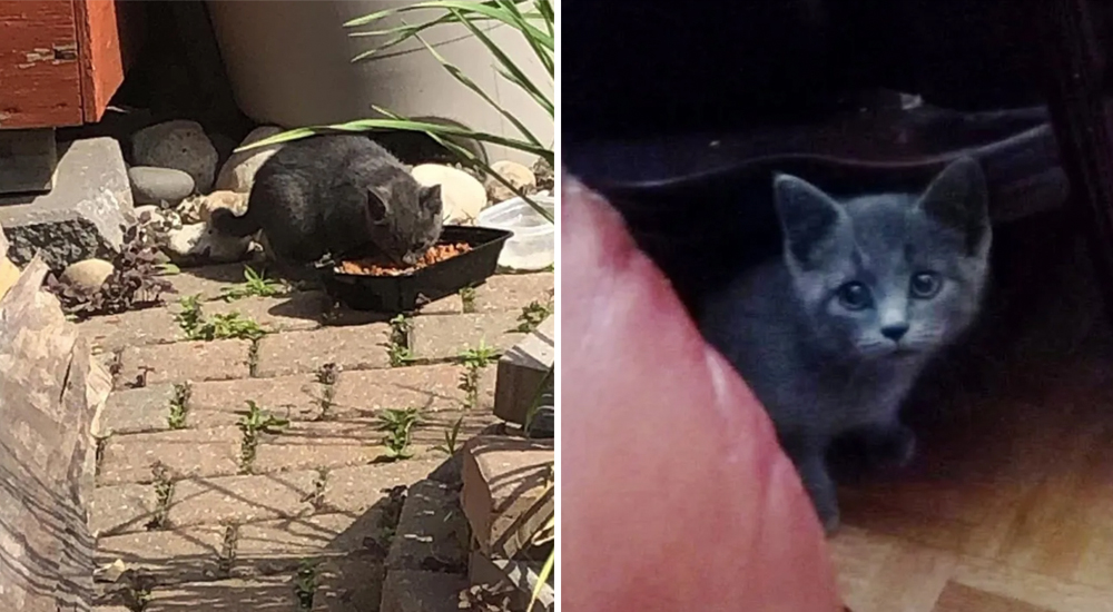 Gatito callejero rechazado por otros gatos acude a la casa de una familia en busca de ayuda Gatito callejero rechazado por otros gatos acude a la casa de una familia en busca de ayuda