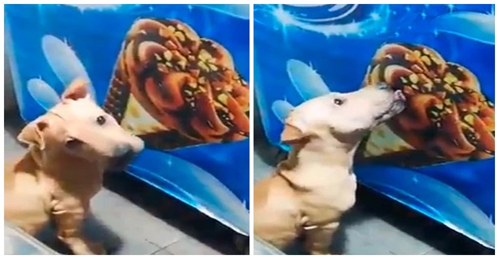 Un perro lanza una conmovedora indirecta a su dueña para conseguir su postre favorito Un perro lanza una conmovedora indirecta a su dueña para conseguir su postre favorito