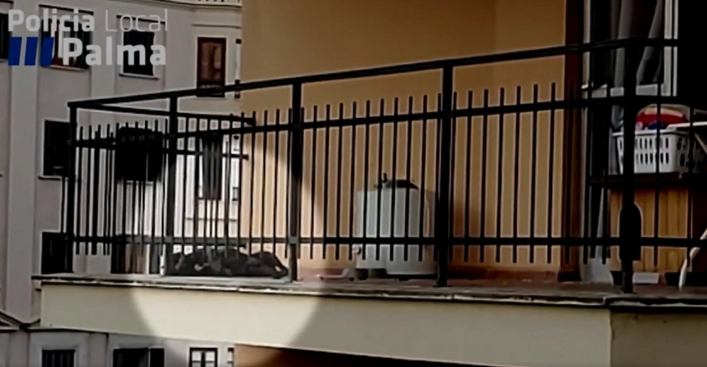 Rescatan de un balcón a un perro tras un horrible golpe de calor, pero la ayuda llegó a tiempo Rescatan de un balcón a un perro tras un horrible golpe de calor, pero la ayuda llegó a tiempo