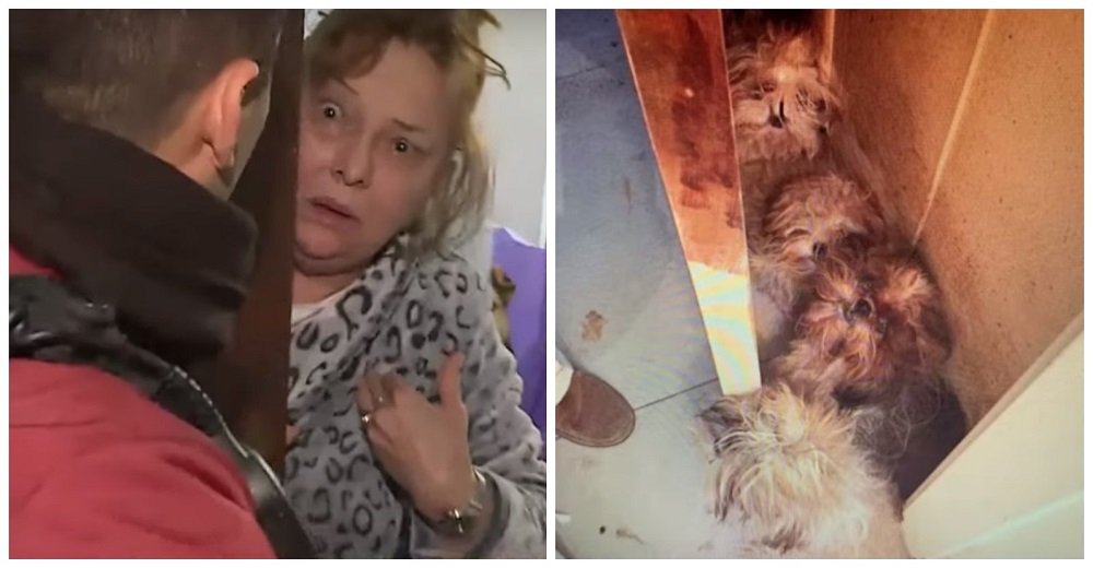 La desoladora escena que encontró la policía al interrogar a una cruel acumuladora de perros La desoladora escena que encontró la policía al interrogar a una cruel acumuladora de perros