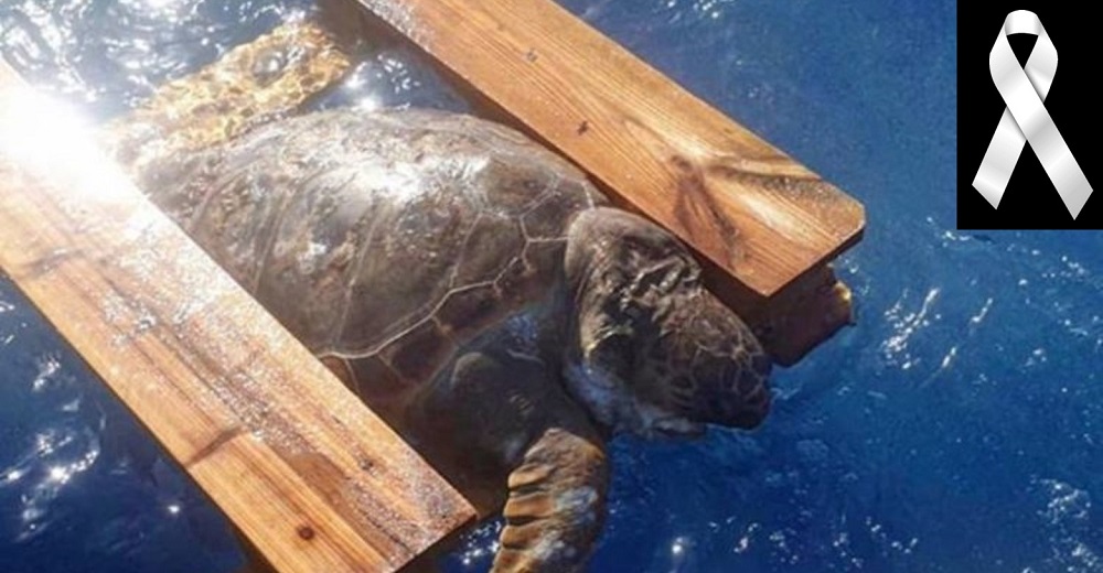 La historia de la tortuga que perdió la vida atrapada en un palé remueve conciencias en el mundo