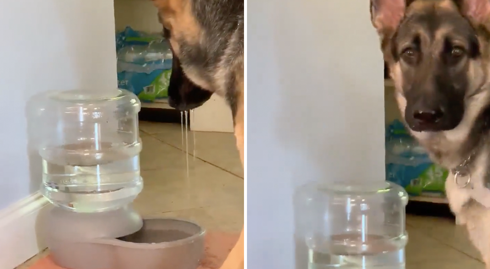 La épica reacción de un perrito sediento ante el recipiente de agua que se llena automáticamente La épica reacción de un perrito sediento ante el recipiente de agua que se llena automáticamente