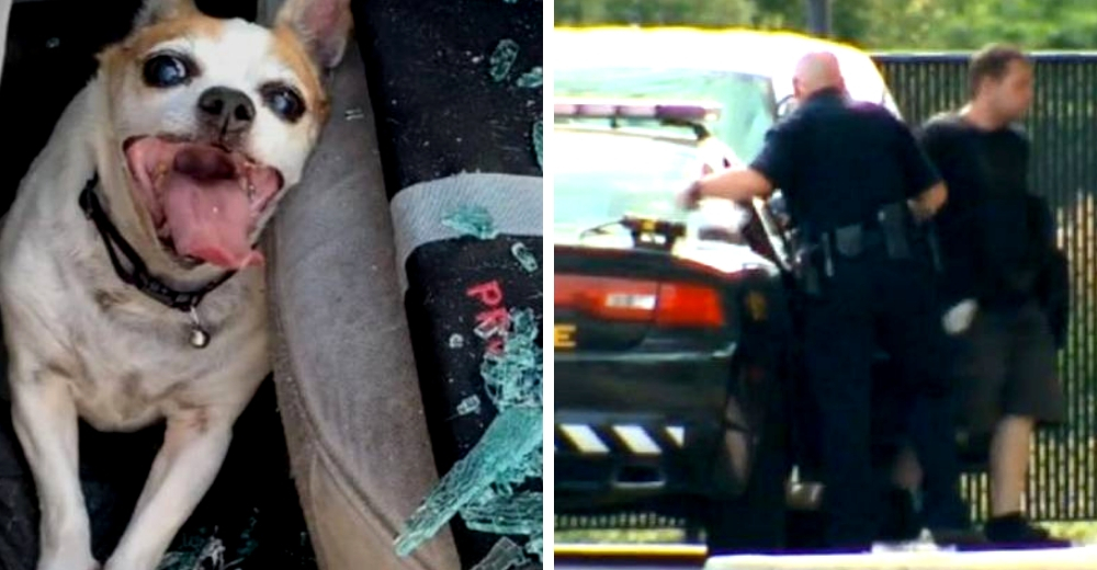 Un pobre perro termina con graves secuelas cerebrales tras ser dejado dentro de un auto a 50 ° C Un pobre perro termina con graves secuelas cerebrales tras ser dejado dentro de un auto a 50 ° C