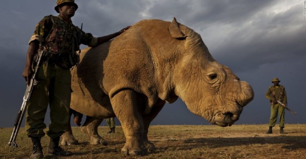 Los cazadores de animales en peligro de extinción pagarán su maldad con su propia vida Los cazadores de animales en peligro de extinción pagarán su maldad con su propia vida