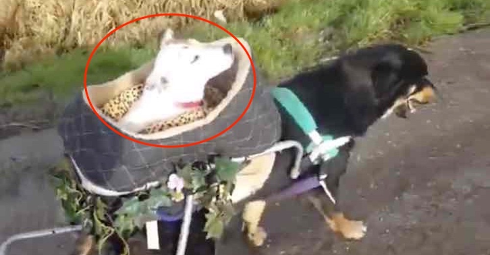 Perrita discapacitada es la más feliz llevando en su silla de ruedas a su amiga sorda y ciega Perrita discapacitada es la más feliz llevando en su silla de ruedas a su amiga sorda y ciega