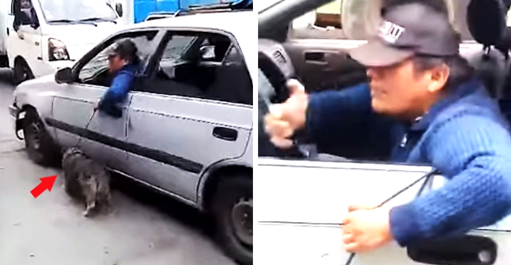 Sujeta a su perro desde su auto en marcha para no «contaminarse», pero alguien interviene Sujeta a su perro desde su auto en marcha para no «contaminarse», pero alguien interviene